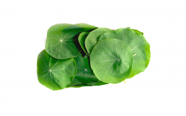 Simply Fresh Nasturtium Leaf-LG   Box  250 grams